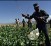 Record opium crop in southern Afghanistan