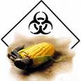 Monsanto, les plus grands criminels de la planète toujours en liberté.