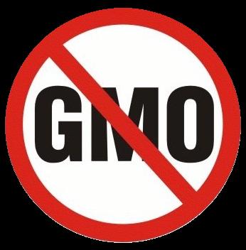 Impending GMO Contamination of the Food Chain