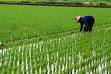 More Problems with Glyphosate: US Rice Growers Sound the Alarm