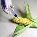Monsanto and Gates Foundation Push Genetically Engineered Crops on Africa