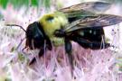 Death of the Bees. Genetically Modified Crops and the Decline of Bee Colonies in North America