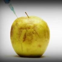 GRTV: GMO Foods Alter Organ Function and Pose Threat to Humans