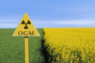 http://www.globalresearch.ca/wp-content/uploads/2013/06/OGM_Monsanto1.jpg