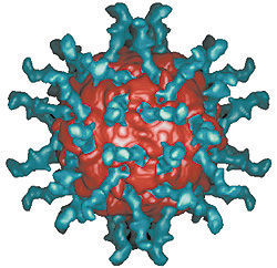 polio virus