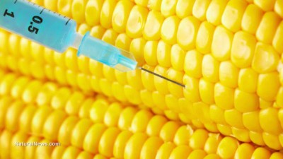 GMO-Needle-Corn-Inject-Closeup