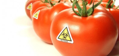 gmo_tomatoes_toxic_735_460-735x350