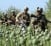 US-troops-opium-field-Afghanistan