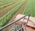 Alfalfa-Crops-Farm-Soil-Harvest