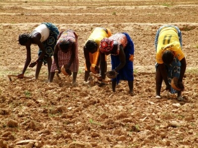 agriculture Afrique