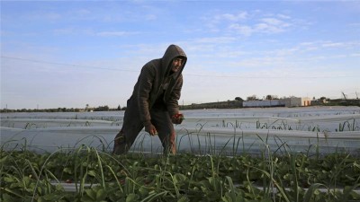 An Israeli agricultural aircraft sprayed herbicides onto farmland along the eastern border in Gaza [Adel Hana/AP]