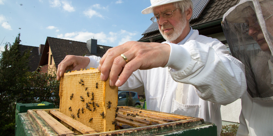 Пчелы на высадку. Пчеловодство в Германии. Немецкие пчеловоды. Известные немецкие пчеловоды. Немецкое пчеловождение.
