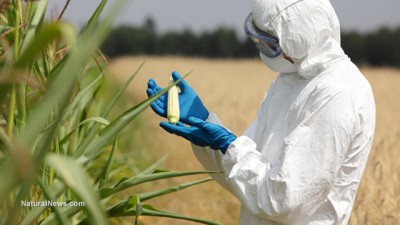 Biotechnology-Engineer-Examining-Immature-Corn-Cob-GMO-Crop-Test-400x225.jpg