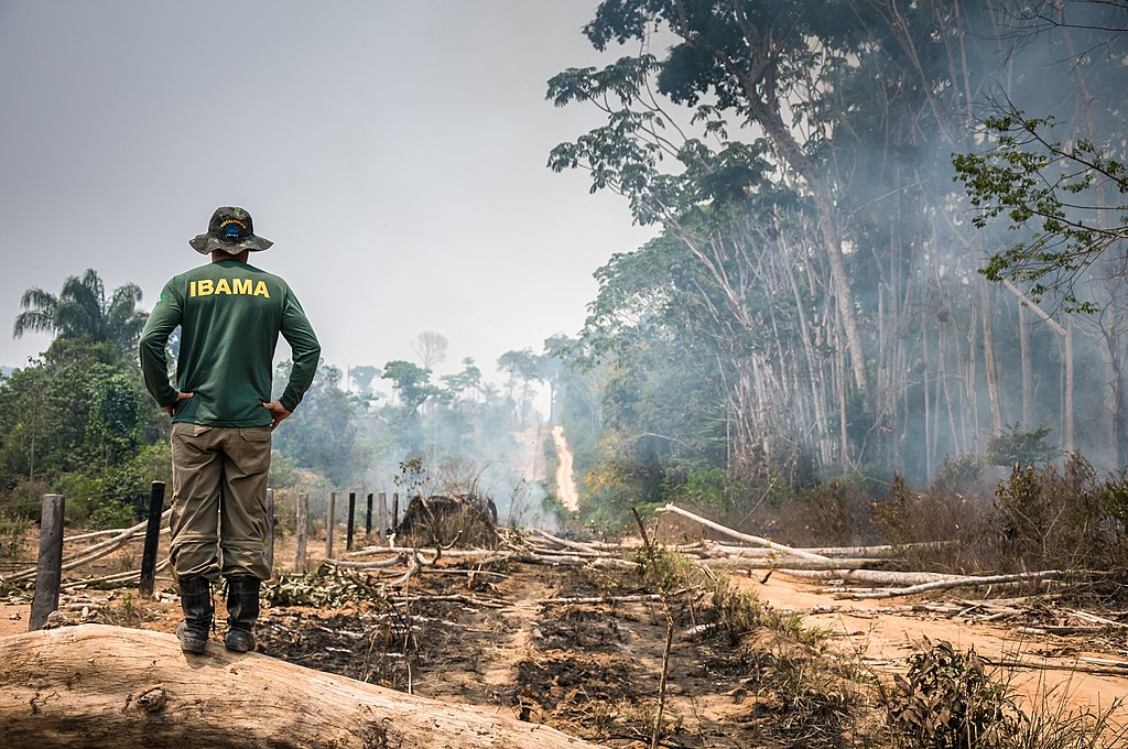 The Impact Of Deforestation In Latin America