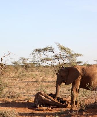 elephant-poaching.jpg