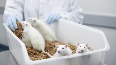 Ten Mice Used to Test the Newest Pfizer COVID Jab
