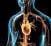 Disease Heart Man 3D Anatomical Anatomy Artery