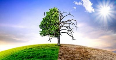 Climate Change Withered Tree and Dry Earth 1